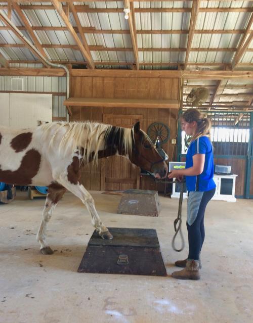 Gianna Phillip training a horse inside a barn